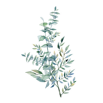 Watercolor winter eucalyptus branches and leaves a