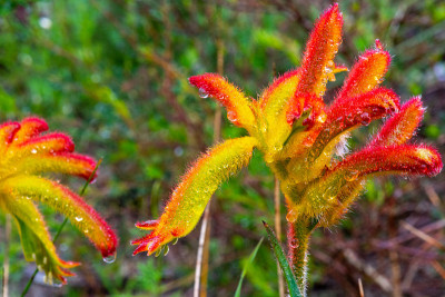 Catspaw(“Anigozanthos humilis”)生长在澳大利亚西部的自然保护区