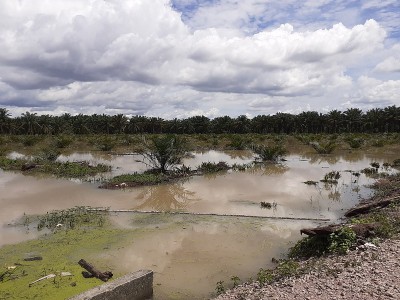 洪水淹没了棕榈油种植园