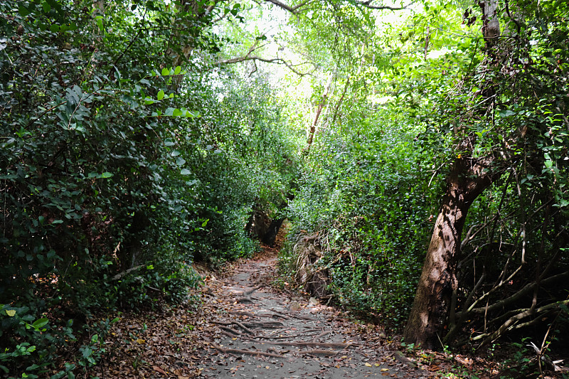 Curieuse岛沿海岸通往Anse St. Jose海滩。塞舌尔群岛的野生自然。东非植物志