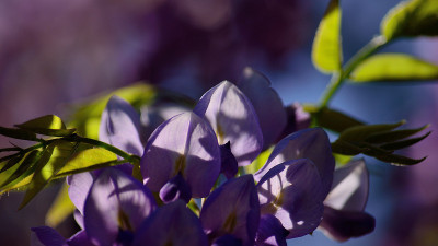 紫藤花的特写