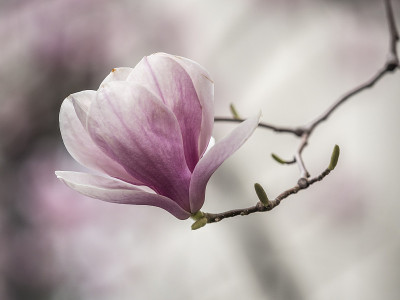 白玉兰，白玉兰
