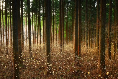 岩手县三俣花林