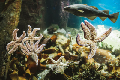 有五个辐射臂的海星从内部粘在水族馆窗户玻璃上