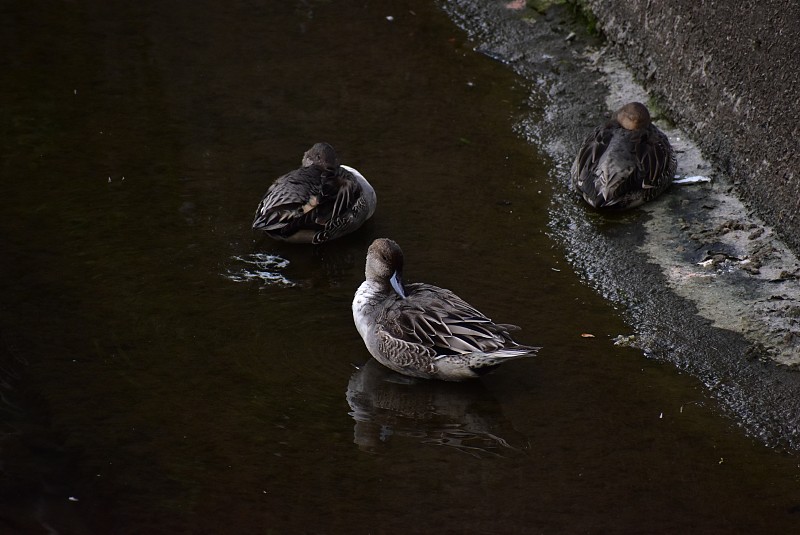 这只鸟的肖像叫Pintail