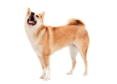 狗
