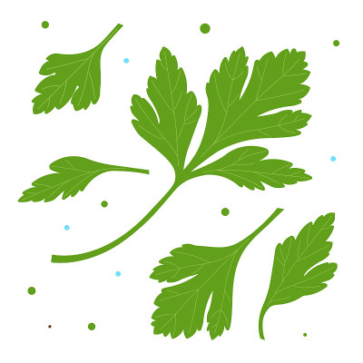 欧芹。绿色的欧芹叶。白色背景上的植物矢量插图。