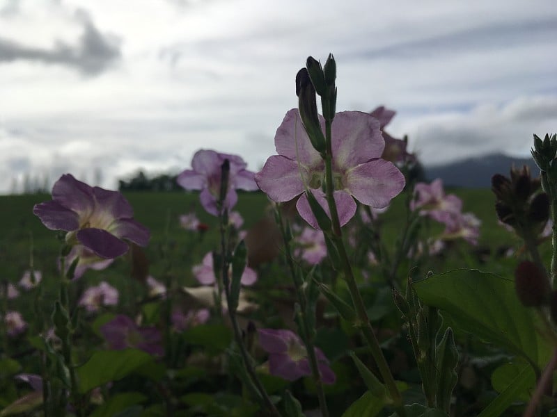 下雨天，夏威夷考艾岛普林斯维尔的鲜花绽放。