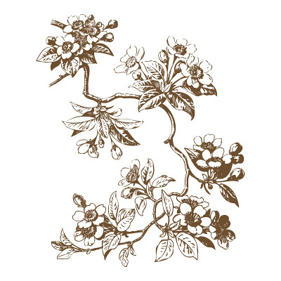樱花枝与花，矢樱插图