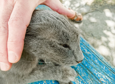 男子抚摸流浪猫