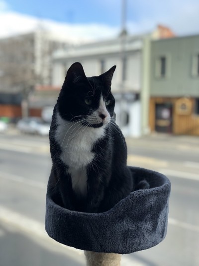 猫塔上的黑猫