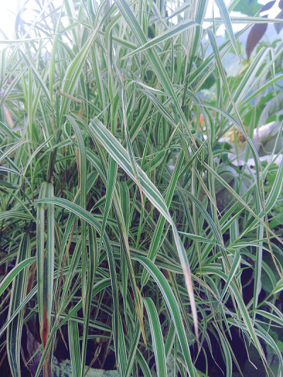 观赏花园草