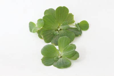 产卵绿色的白色背景埃里克森。