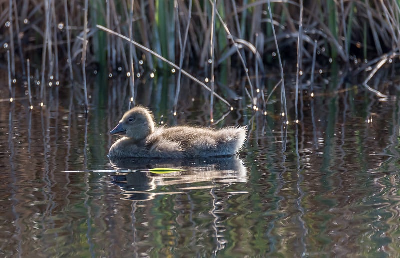 Grey Geese in a Wetland in Latvia in Spring