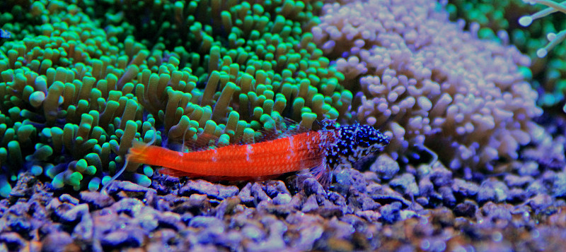 地中海咸水水族馆里的黑头红虾虎鱼