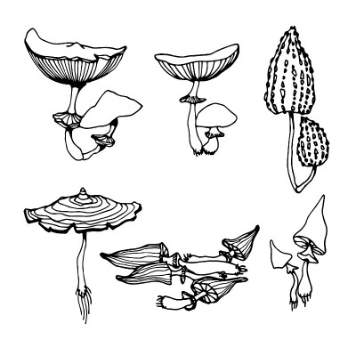 套有森林毒菌、毒菌、魔法解毒剂、药剂、药品等成分