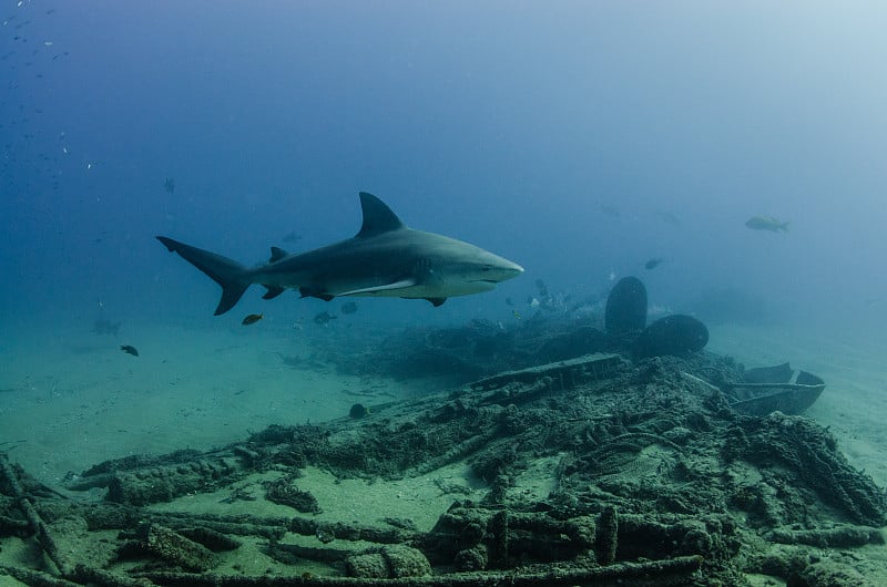 牛鲨(Carcharhinus leucas)科尔特斯海的珊瑚礁