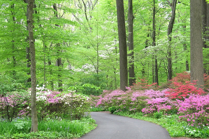 杜鹃花森林