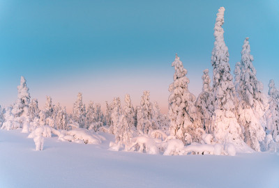 夕阳下的雪景，芬兰拉普兰冬天结冰的树木