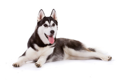 西伯利亚雪橇犬