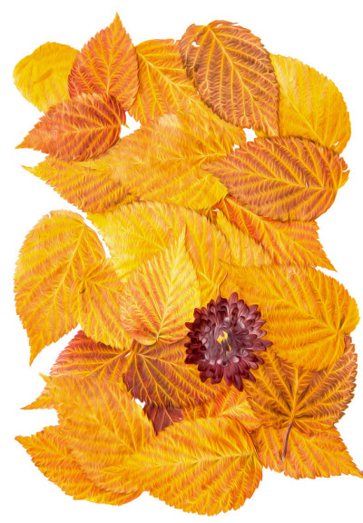油画插图设置干压分散覆盆子叶，菊花红葡萄酒花，孤立与阴影。照片处理