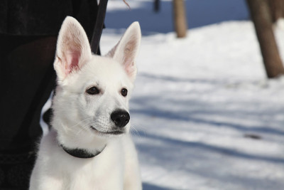 白瑞士牧羊犬