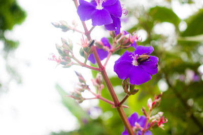 花和昆虫