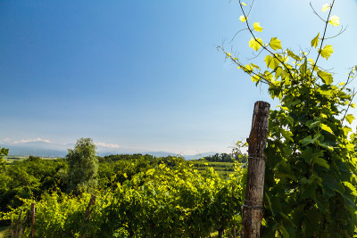 Friuli Venezia-Giulia的田地里种植着葡萄藤