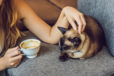 年轻女子一边喝着咖啡，一边抚摸着猫