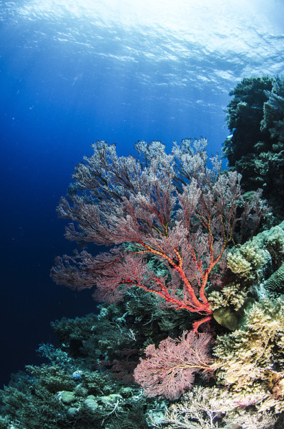 Cnidarian