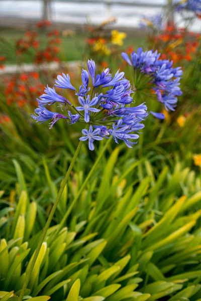 橘色Crocosmia和非洲百合