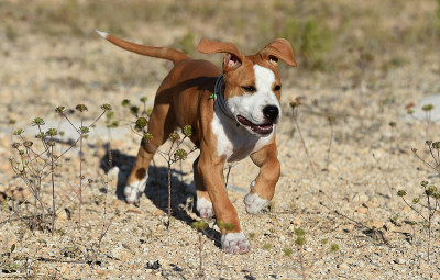 一只幼小的斗牛犬