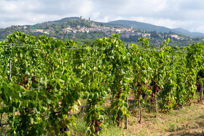 法国南部普罗旺斯地区格里莫附近的普罗旺斯cote de Provence，成排成熟的酿酒葡萄