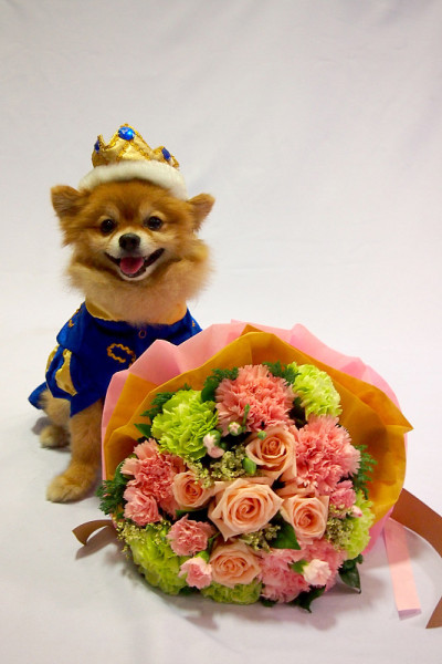 穿着王子服装和花束的小狗