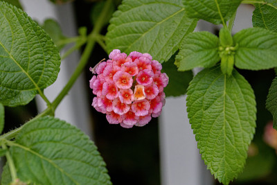 马缨花