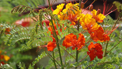 孔雀花