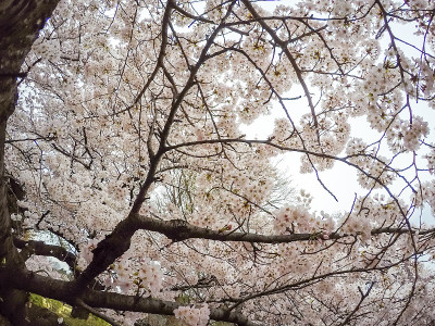 日本东京盛开的樱花。