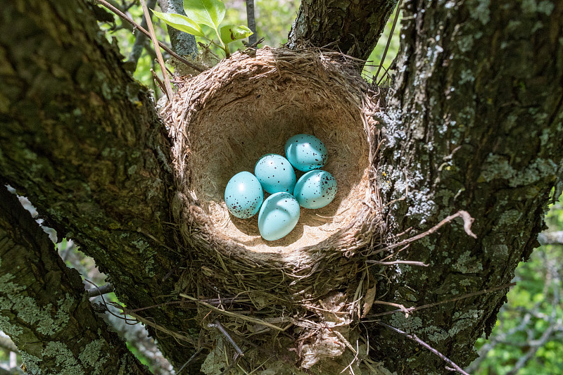 歌曲《Thrush》(Turdus philomelos)。