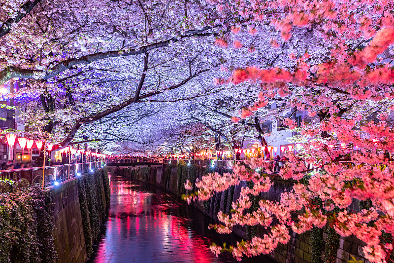 在日本东京，美丽的灯光在晚上与樱花或樱花的季节