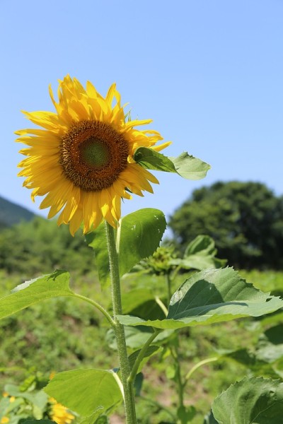 向日葵