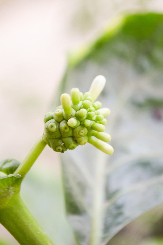 绿滩桑花