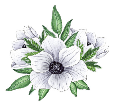 水彩白葵插花。