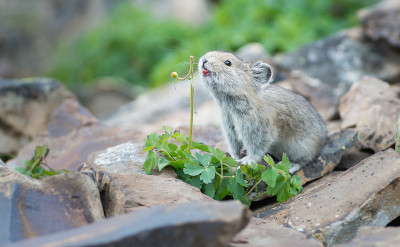 狗鱼
