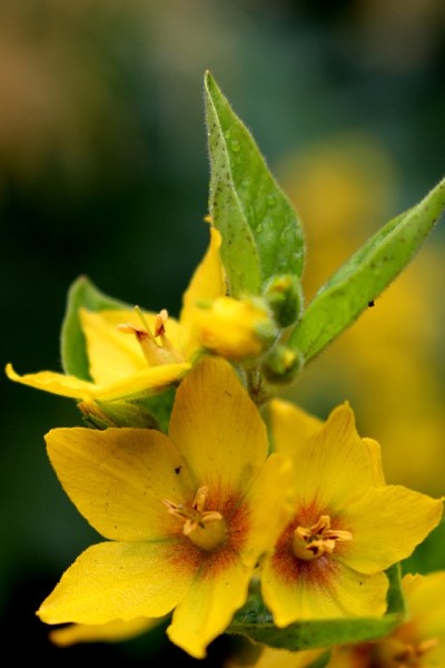 百合科花的特写，亮黄色
