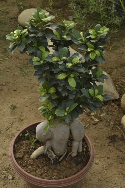植物和花卉照片。