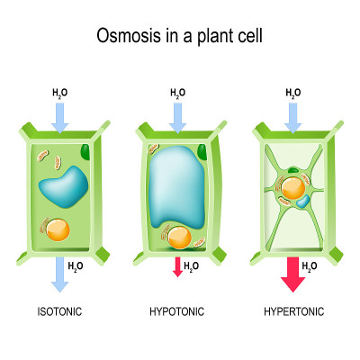 Osmosis in a plant cell.