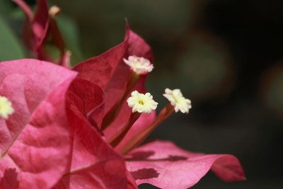 叶子花属