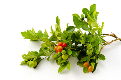 热带植物橘黄色茉莉的红色果实