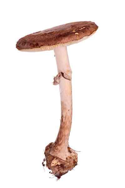 黑豹帽，白色