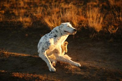户外中亚牧羊犬肖像